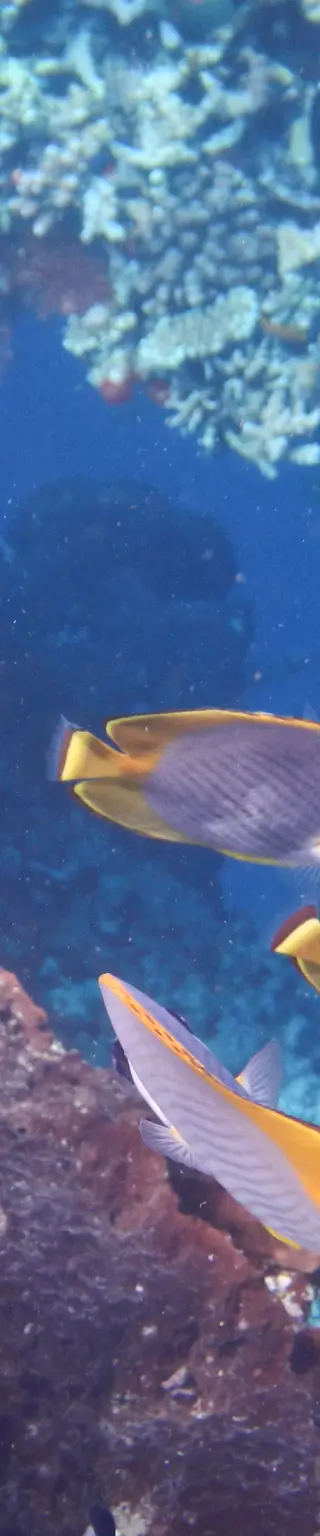 Korallen und Fische wo man hinschaut
